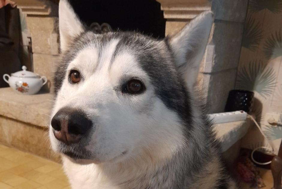 Vermisstmeldung Hund Männliche , 5 jahre Le Mené Frankreich Vermisstmeldung Hund Männliche , 5 jahre Le Mené Frankreich