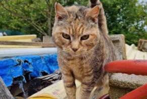 Fundmeldung Katze Weiblich , 3 Jahre Pluduno Frankreich