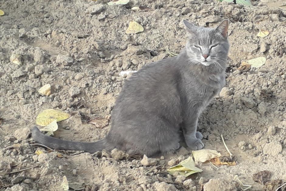 Vermisstmeldung Katze rassenmischung Weiblich , 7 jahre Dinan Frankreich