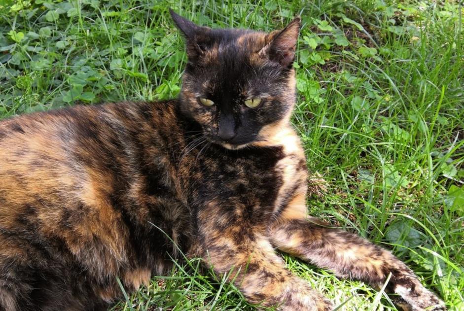 Vermisstmeldung Katze  Weiblich , 7 jahre Glomel Frankreich