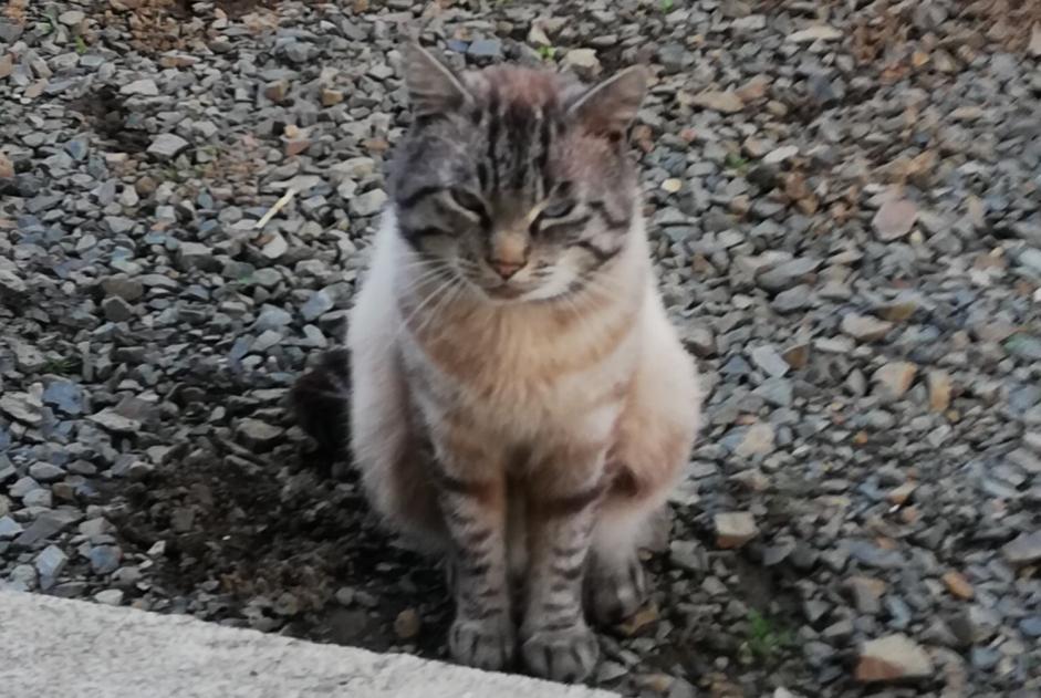 Vermisstmeldung Katze  Männliche , 4 jahre Lanvollon Frankreich