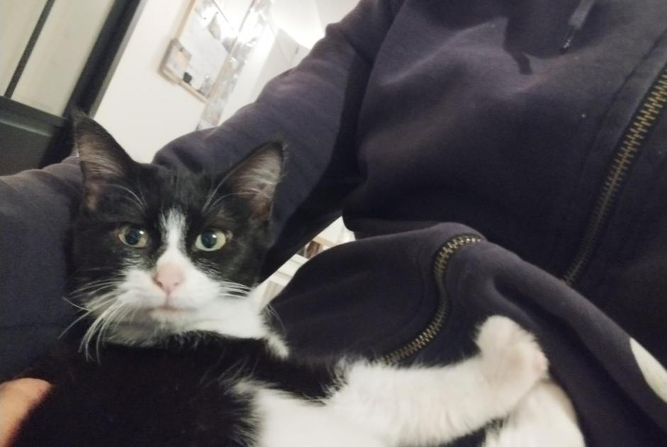 Vermisstmeldung Katze  Weiblich , 1 jahre Quévert Frankreich