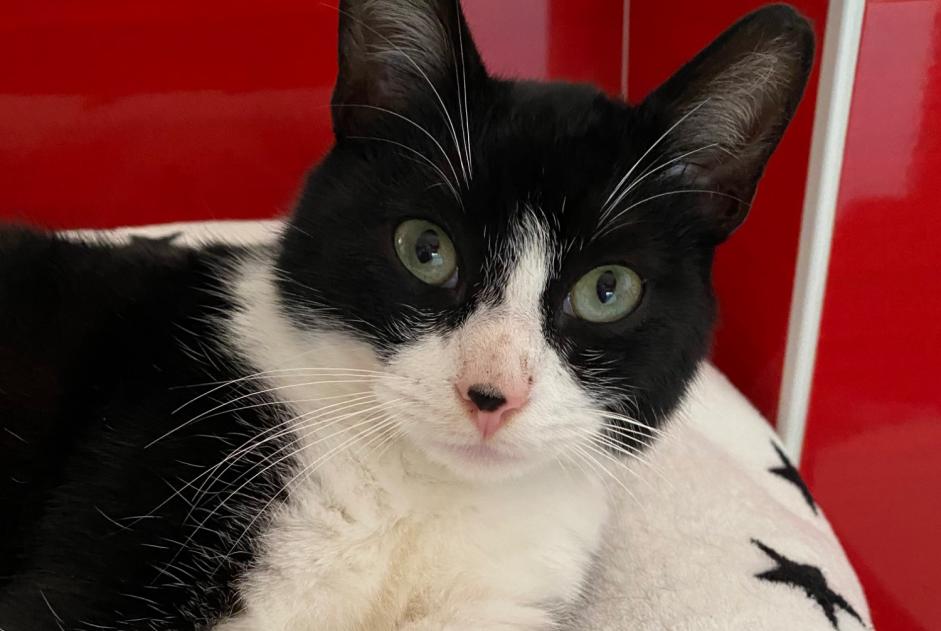 Discovery alert Cat  Male Saint-Maden France
