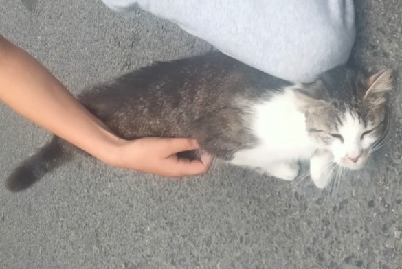 Discovery alert Cat miscegenation Female Ploufragan France