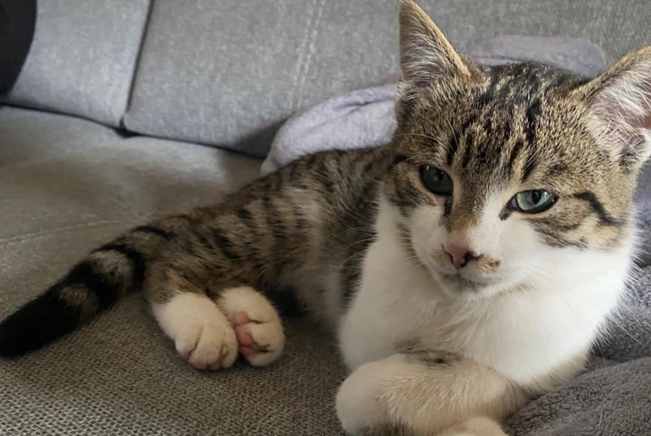 Discovery alert Cat miscegenation Unknown Plémy France