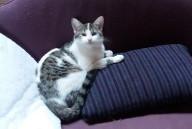 Disappearance alert Cat Female , 5 years Quintin France