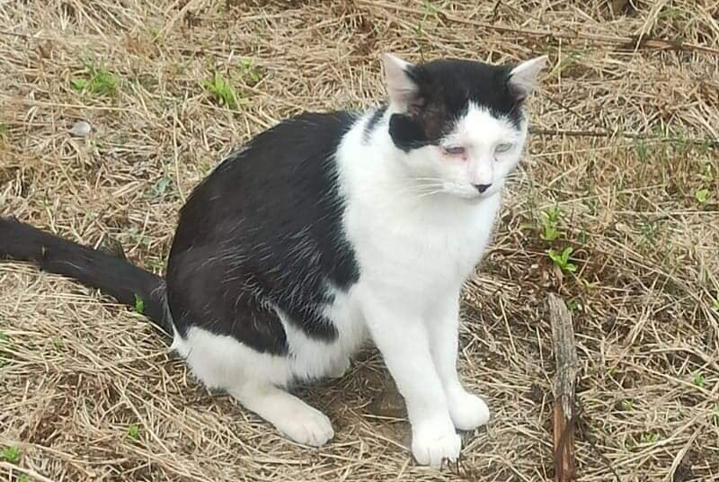 Disappearance alert Cat Male , 6 years Plérin France