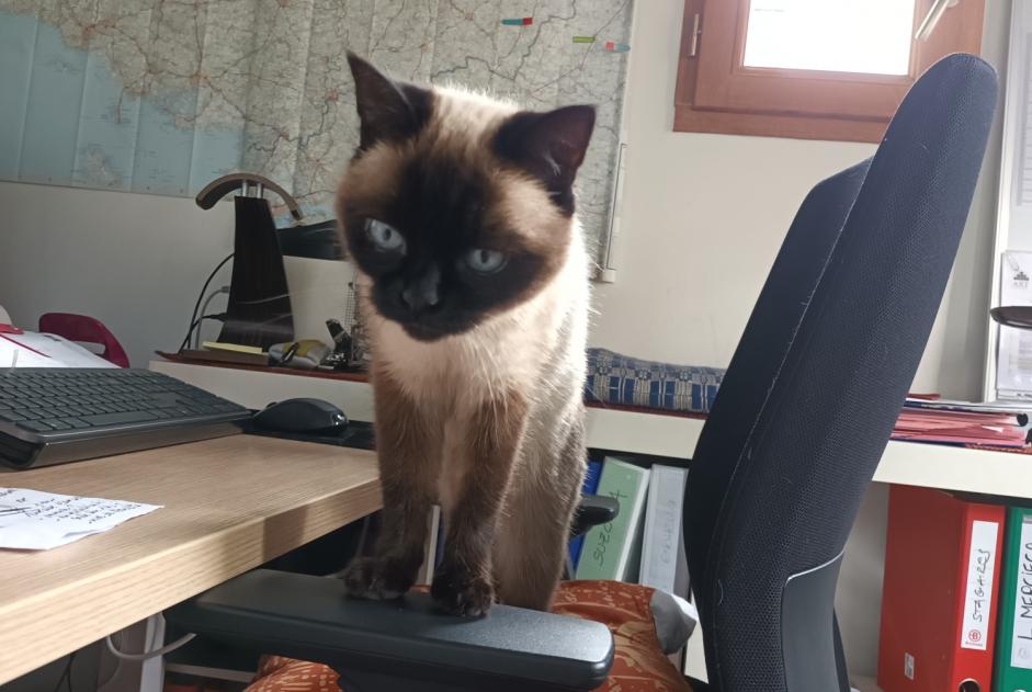 Disappearance alert Cat  Female , 9 years Dinan France