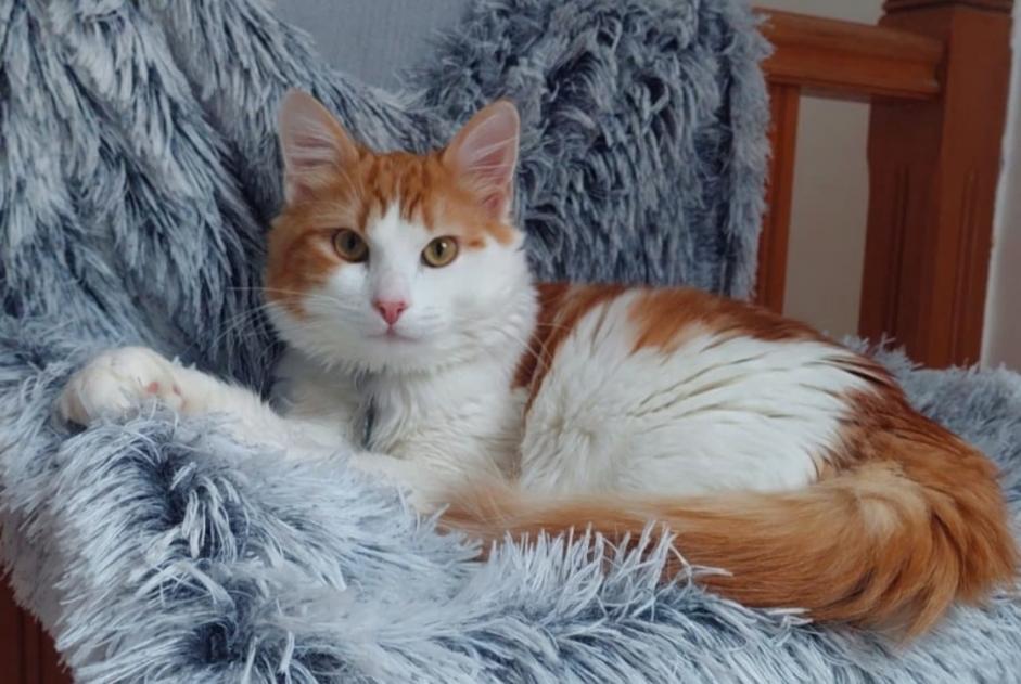 Disappearance alert Cat  Male , 1 years Ivry-sur-Seine France