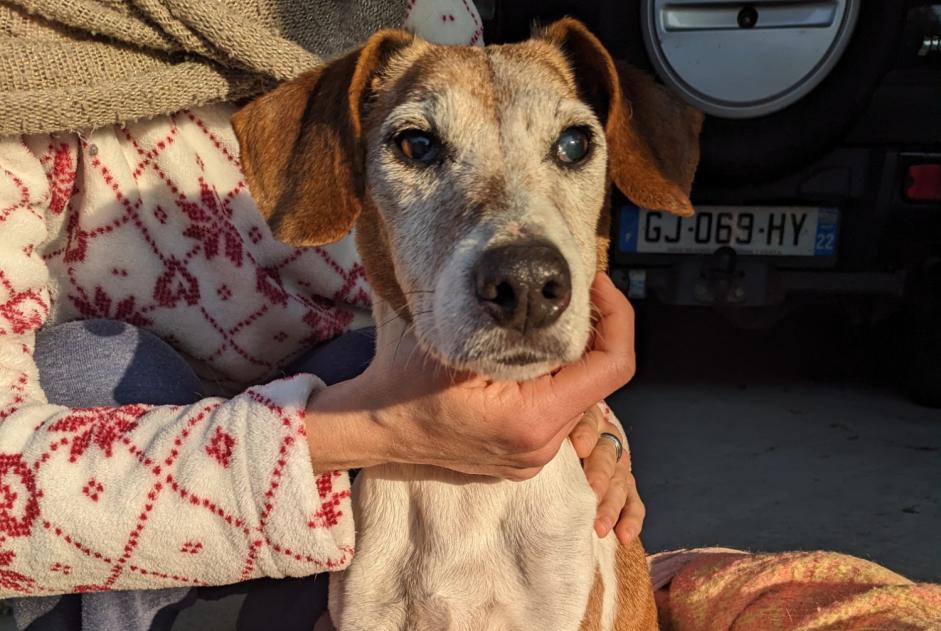 Discovery alert Dog miscegenation Female Merdrignac France