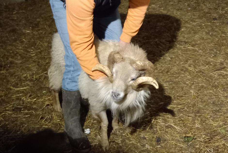 Discovery alert Goat Male Quemper-Guézennec France
