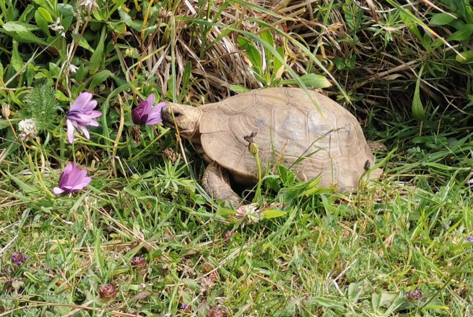 Disappearance alert Tortoise Male , 2023 years Trédrez-Locquémeau France