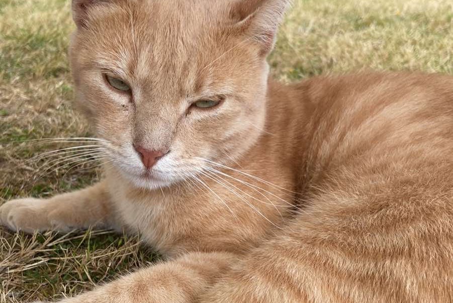 Alerta de Desaparición Gato Macho , 2 años Erquy Francia