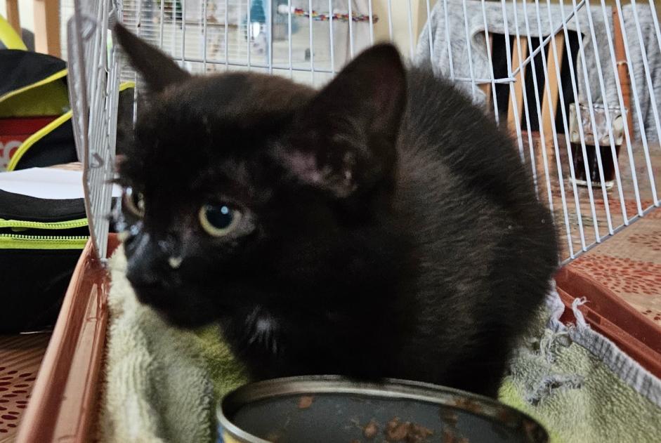 Alerta de Hallazgo Gato Macho Châtelaudren-Plouagat Francia