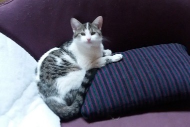 Alerte Disparition Chat Femelle , 5 ans Quintin France