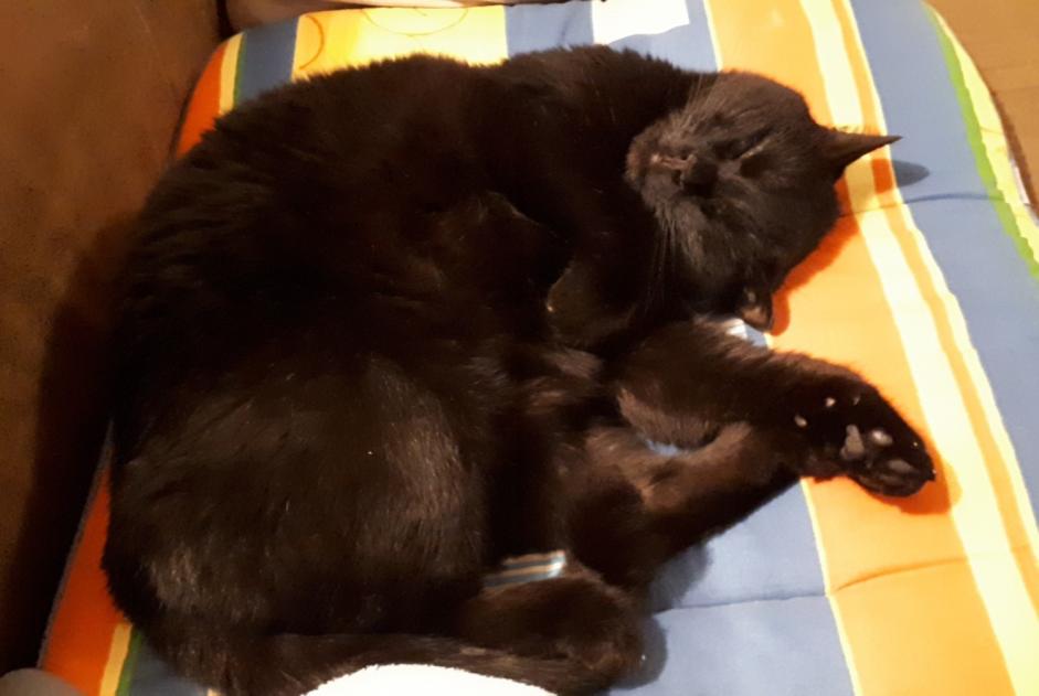 Alerte Disparition Chat Mâle , 11 ans Kerfot France