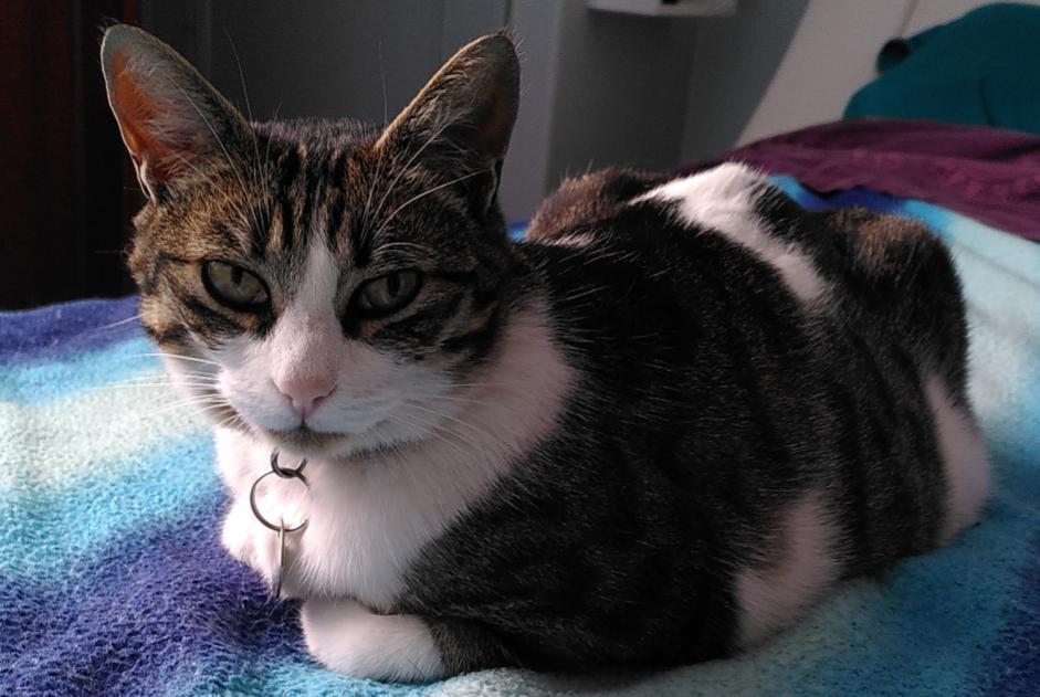Alerte Disparition Chat  Femelle , 8 ans Saint-Samson-sur-Rance France