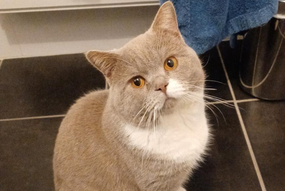 Alerte Disparition Chat  Mâle , 3 ans Loudéac France