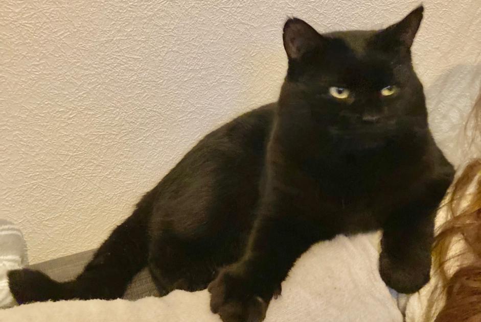 Alerte Disparition Chat  Mâle , 5 ans Saint-Brieuc France