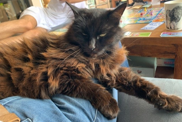 Alerte Disparition Chat croisement Femelle , 17 ans Lamballe-Armor France