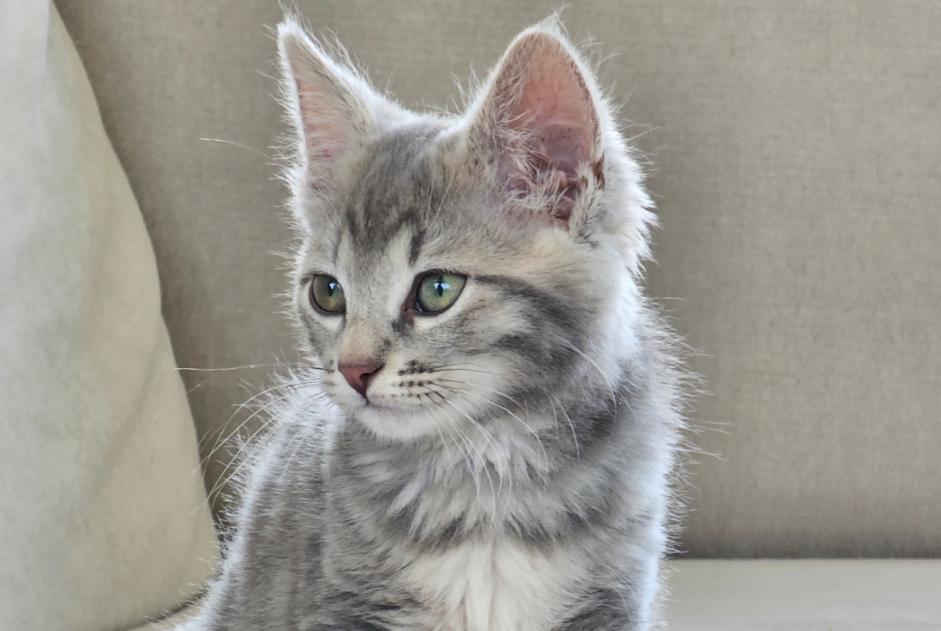 Alerte Disparition Chat croisement Mâle , 0 ans Pleumeur-Bodou France