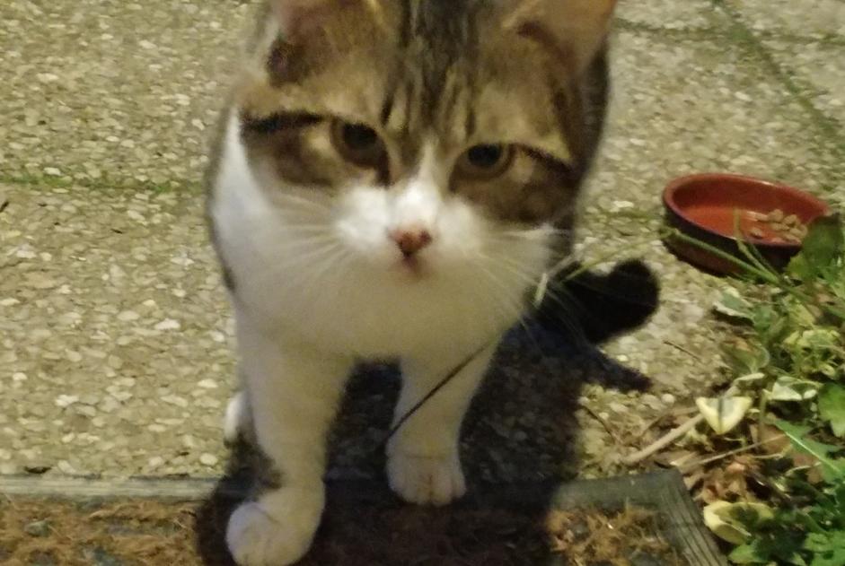 Alerte Découverte Chat  Mâle Taden France