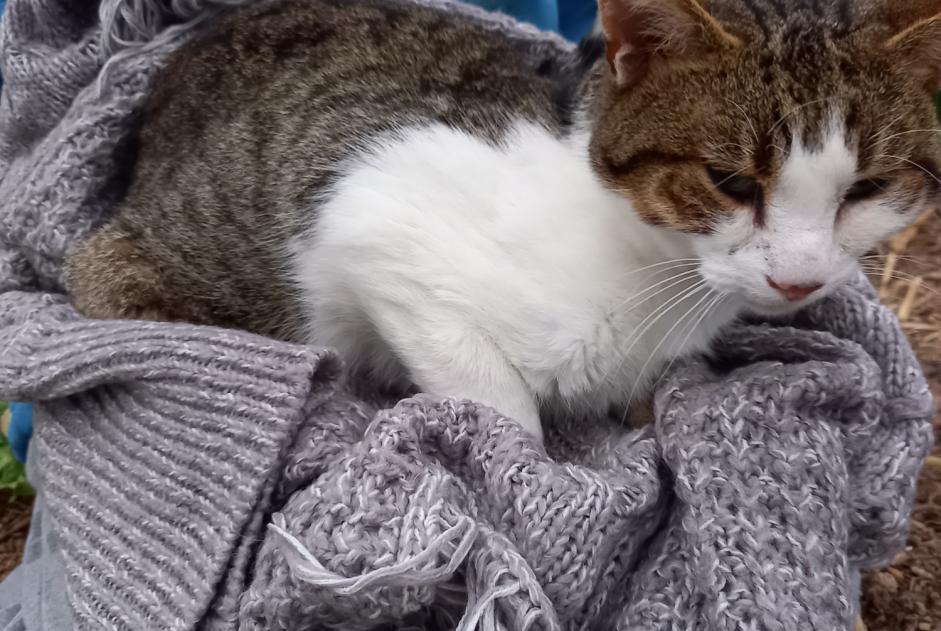 Alerte Découverte Chat Mâle Boqueho France