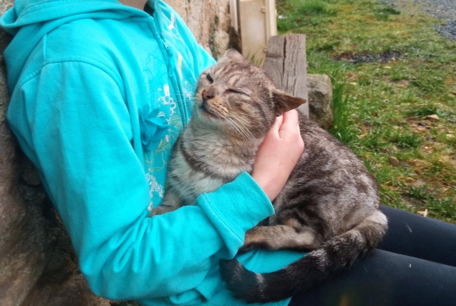 Alerte Découverte Chat  Mâle Plœuc-L'Hermitage France