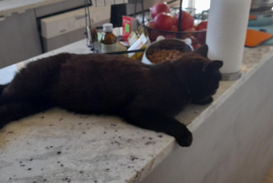 Alerte Découverte Chat Mâle , 4 ans Lamballe-Armor France