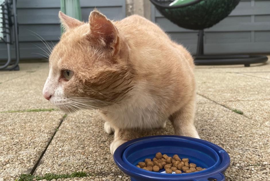 Alerte Découverte Chat  Mâle Saint-Brieuc France