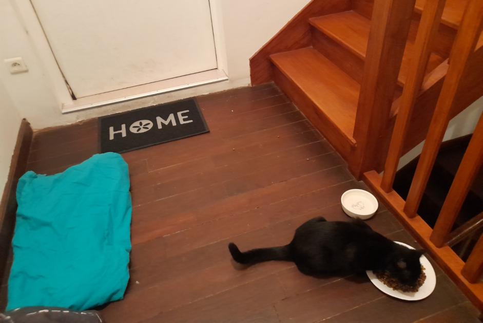Alerte Découverte Chat Inconnu Châtelaudren-Plouagat France