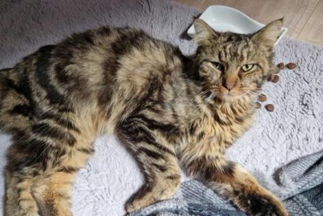 Alerte Découverte Chat Inconnu Quintin France
