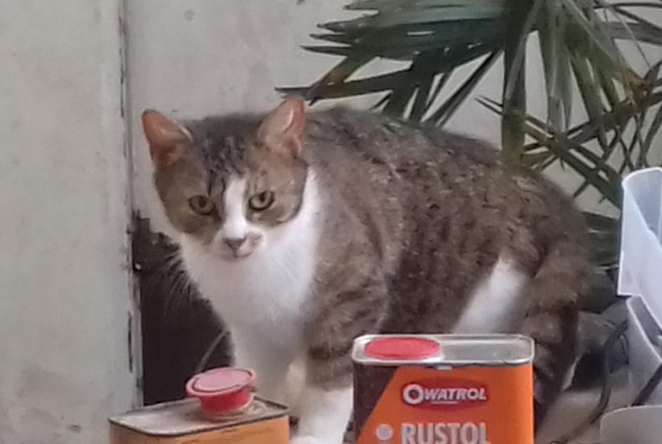 Alerte Découverte Chat Femelle , 1 année Saint-Brieuc France Alerte Découverte Chat Femelle , 1 année Saint-Brieuc France