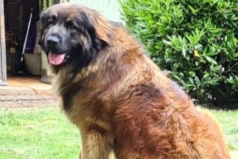 Alerte Disparition Chien  Femelle , 3 ans Merléac France