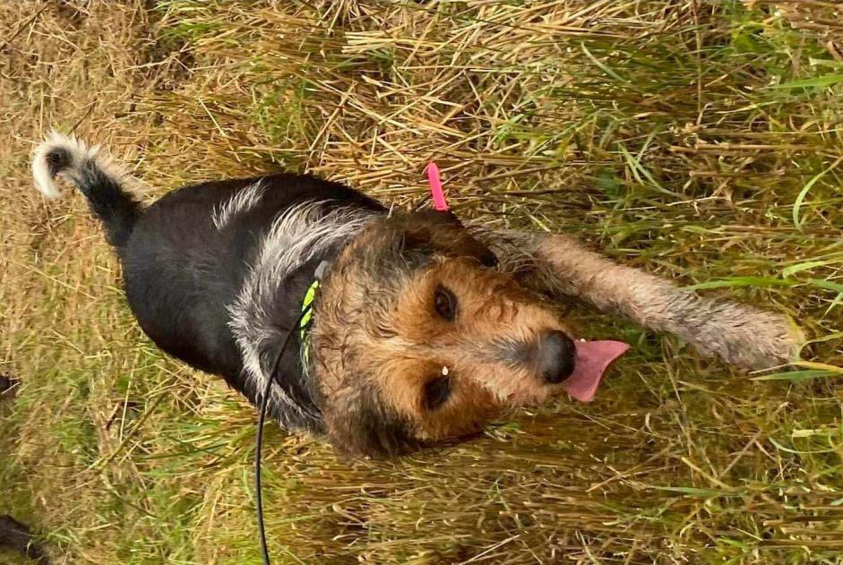 Alerte Disparition Chien croisement Mâle , 7 ans Plourhan France