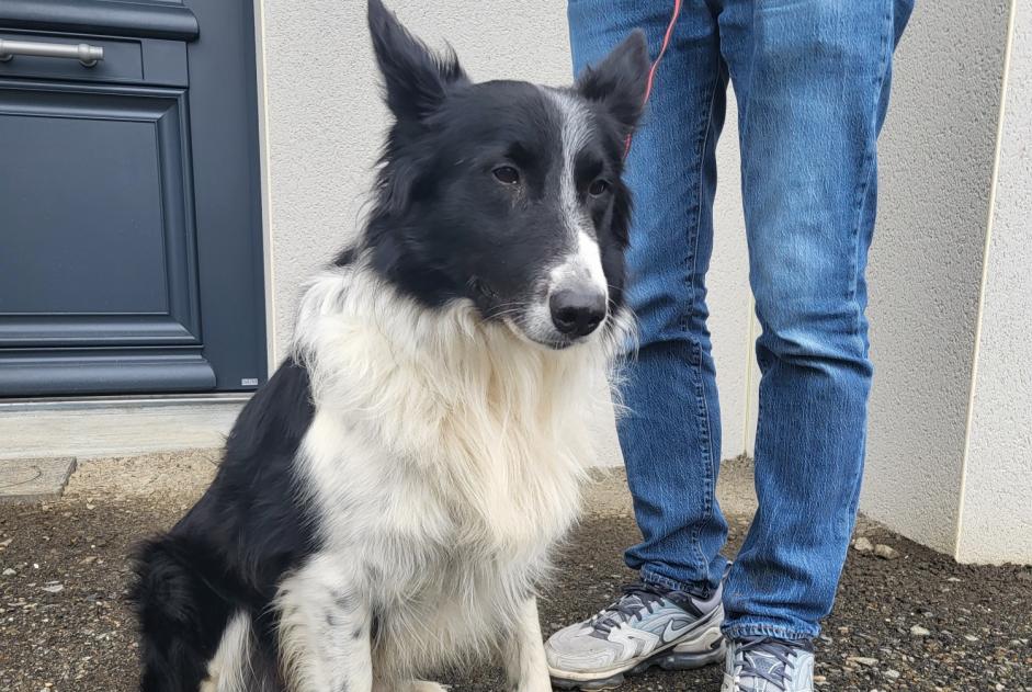 Alerte Découverte Chien  Mâle Lantic France