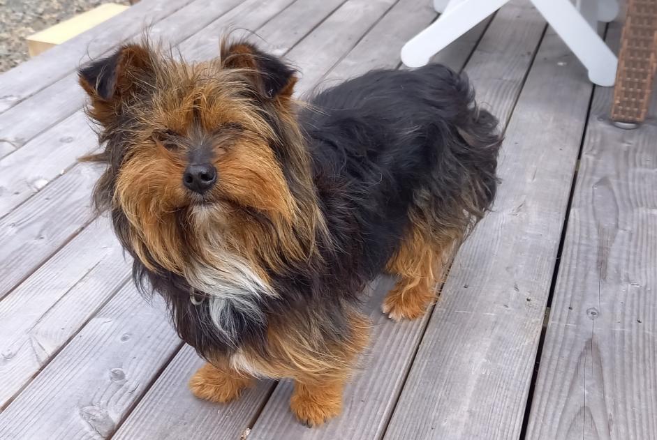 Alerte Découverte Chien croisement Mâle Louannec France