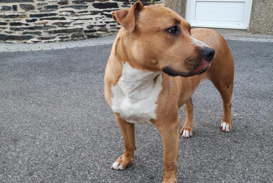 Alerte Découverte Chien  Femelle Bon Repos sur Blavet France