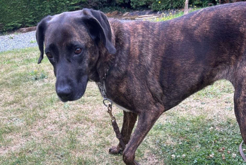 Alerte Découverte Chien Femelle Paimpol France
