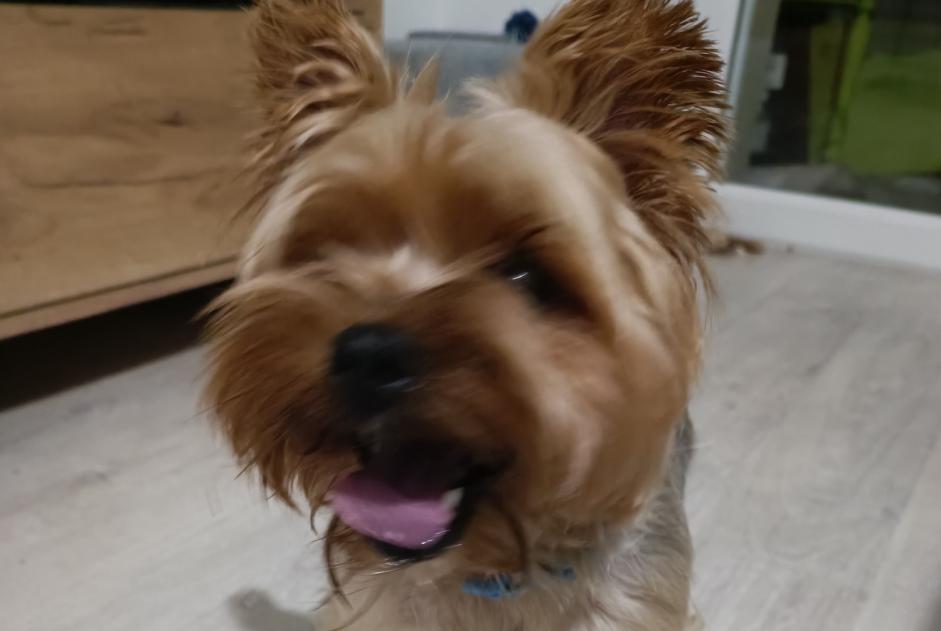Alerte Découverte Chien  Mâle Plérin France