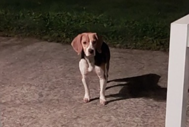 Alerte Découverte Chien  Mâle Évran France