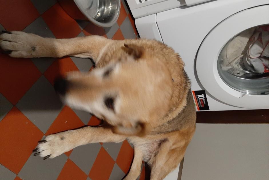 Alerte Découverte Chien croisement Femelle Prat France Alerte Découverte Chien croisement Femelle Prat France