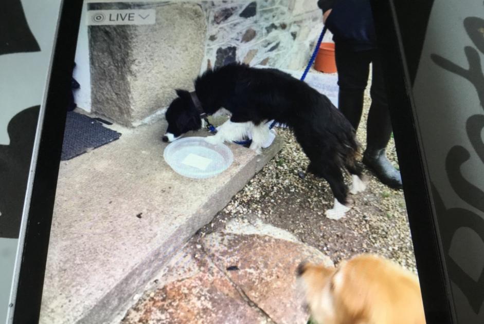 Alerte Découverte Chien Femelle Yvias France Alerte Découverte Chien Femelle Yvias France