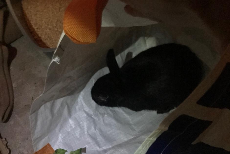 Alerte Découverte Lapin Inconnu Loudéac France