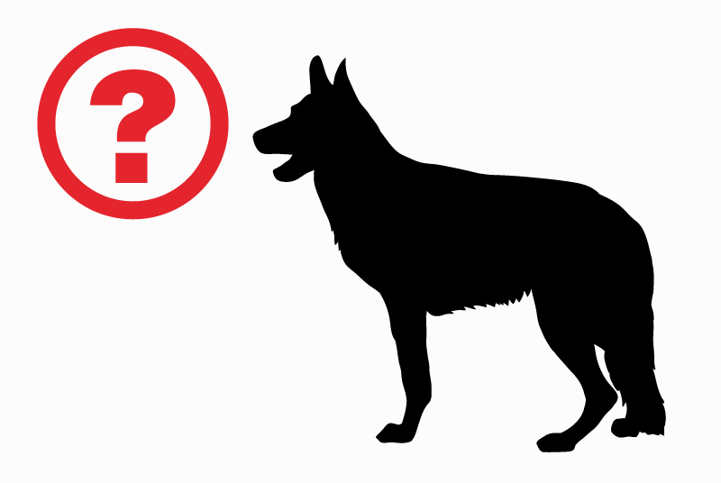 Ontdekkingsalarm Hond Onbekend Guingamp Frankrijk
