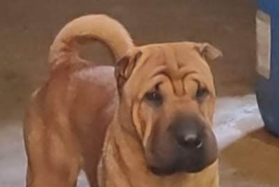 Avviso scomparsa Cane  Femmina , 2 anni Plestan Francia