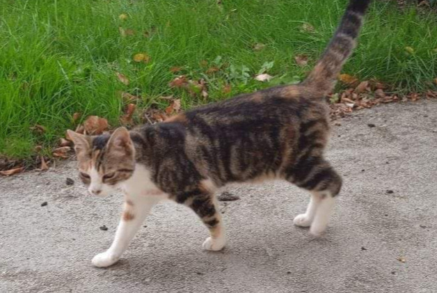 Avviso scomparsa Gatto incrocio di razze Femmina , 1 anni Guingamp Francia