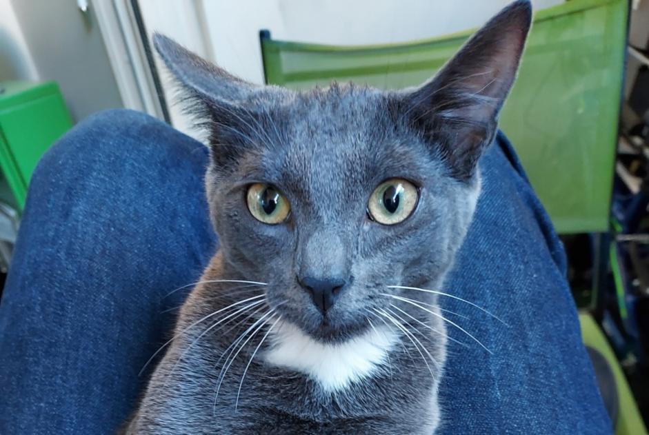 Avviso scomparsa Gatto  Femmina , 2 anni Saint-Cast-le-Guildo Francia