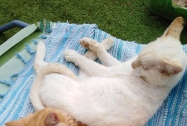 Avviso scomparsa Gatto Maschio , 3 anni Jugon-les-Lacs-Commune-Nouvelle Francia Avviso scomparsa Gatto Maschio , 3 anni Jugon-les-Lacs-Commune-Nouvelle Francia