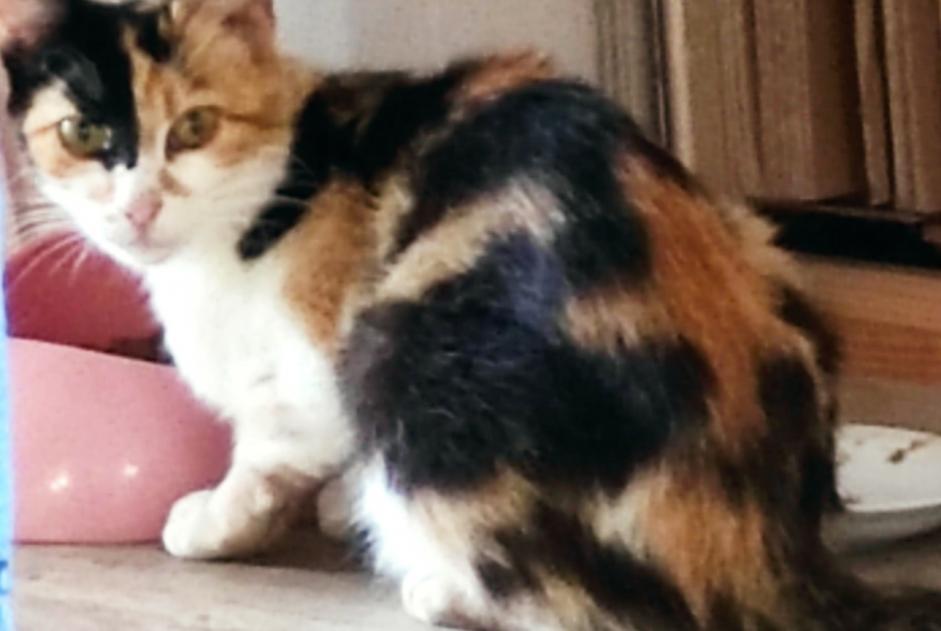 Avviso Ritrovamento Gatto Femmina Bourseul Francia